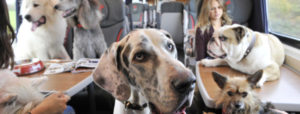 como viajar con perros en el tren - Perropositivo.com
